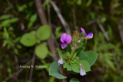 Alysicarpus racemosus